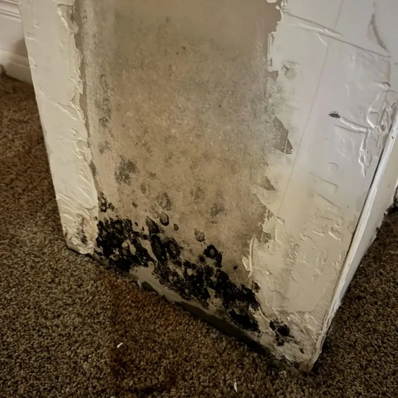 Professional Mold Removal in Chesterfield, MO